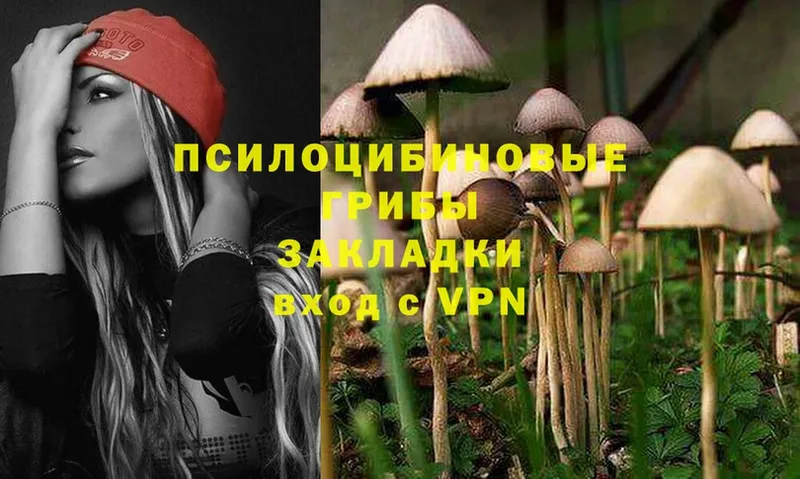 Галлюциногенные грибы Psilocybine cubensis Сураж